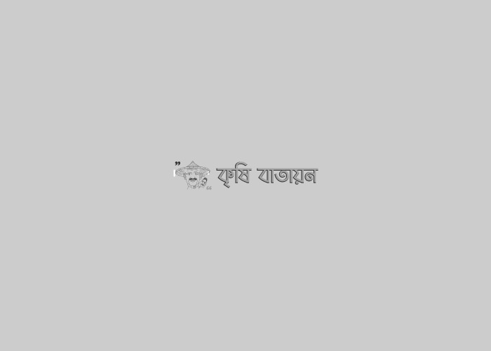 মুখী কচুর উৎপাদন পদ্ধতি