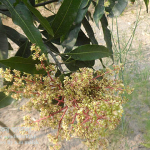 আমের মুকুল বিকৃতি রোগ