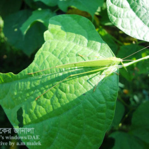 শিমের ঘাস ফড়িং