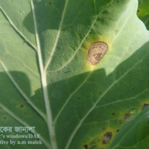 বাঁধাকপির অল্টারনারিয়া জনিত পাতার দাগ রোগ