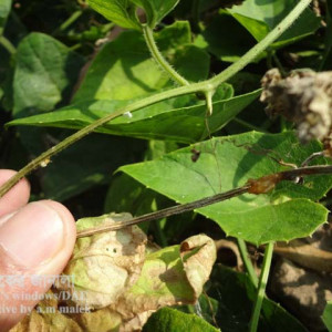 পটলের গামি স্টেম ব্লাইট রোগ