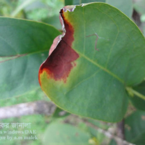 জামরুলের পাতা পোড়া রোগ