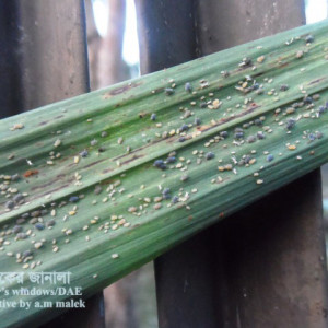 আখের জাবপোকা বা এফিড