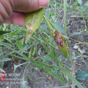 মরিচের ক্ষত (এ্যানথ্রাকনোজ) রোগ