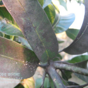 আমের শুটি মোল্ড