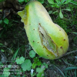 খিরার বেলী রট