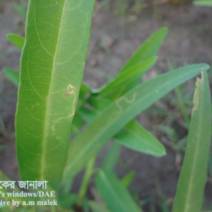 কলমিশাকের পাতা সুড়ঙ্গকারী পোকা