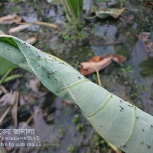 কচুর জাব পোকা